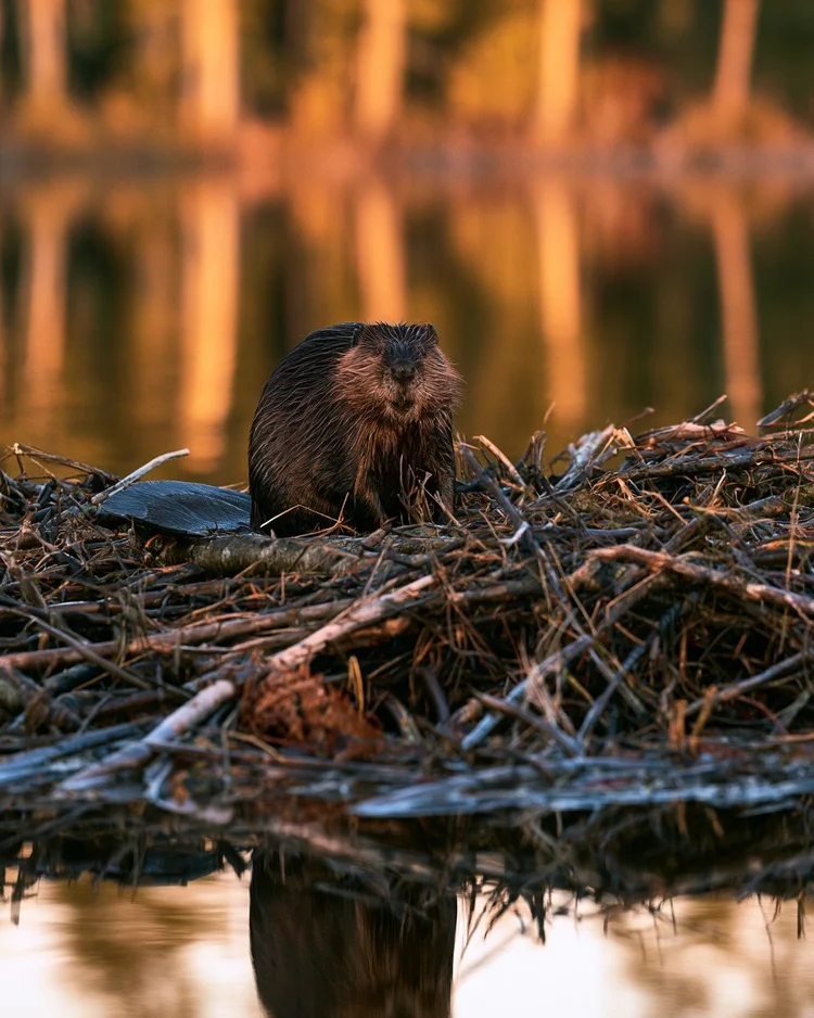 A live North American beaver with wet dark fur on its stick lodge at a still river at dusk, golden trees reflected behind it.