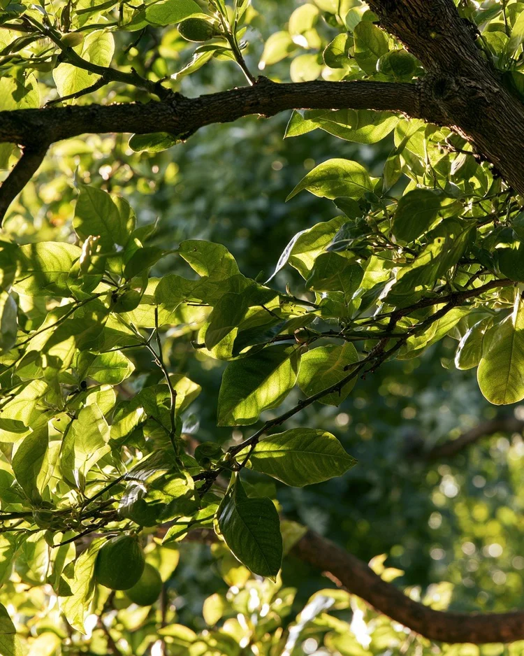 The leaves and twigs of the bitter orange tree.