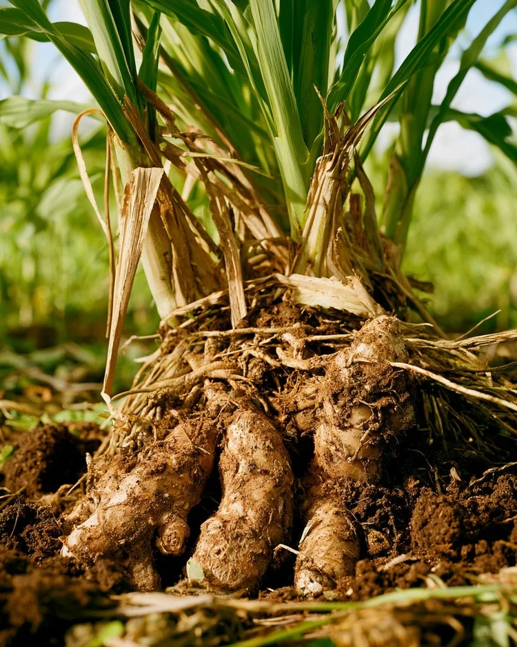 Fresh ginger rhizome with soil still on it.