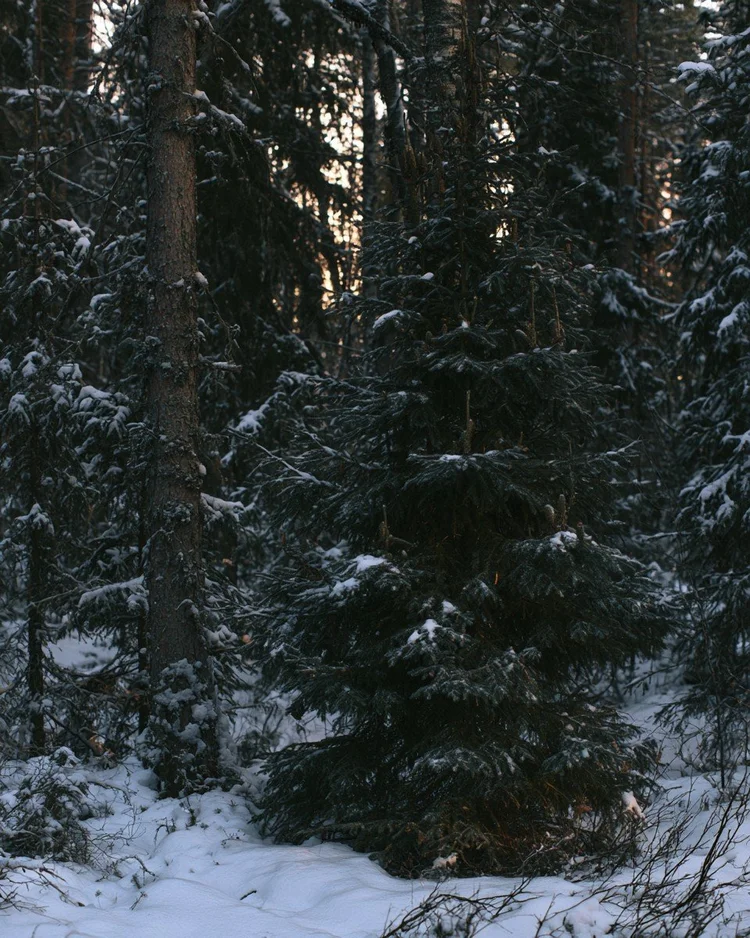 Fresh fir needles and resin on a conifer branch.