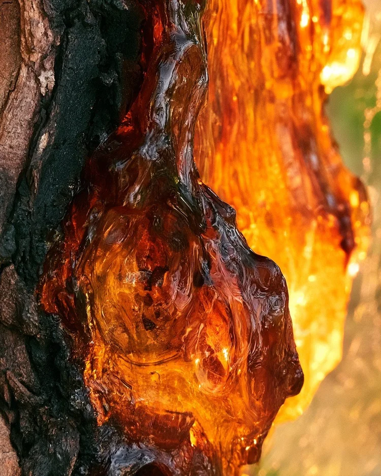 Golden pieces of fossilized Baltic amber.