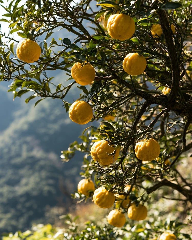 Knobbled yellow yuzu fruit on the branch.