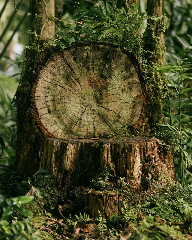 The pale wood of the Australian white cypress pine, source of jade wood oil.