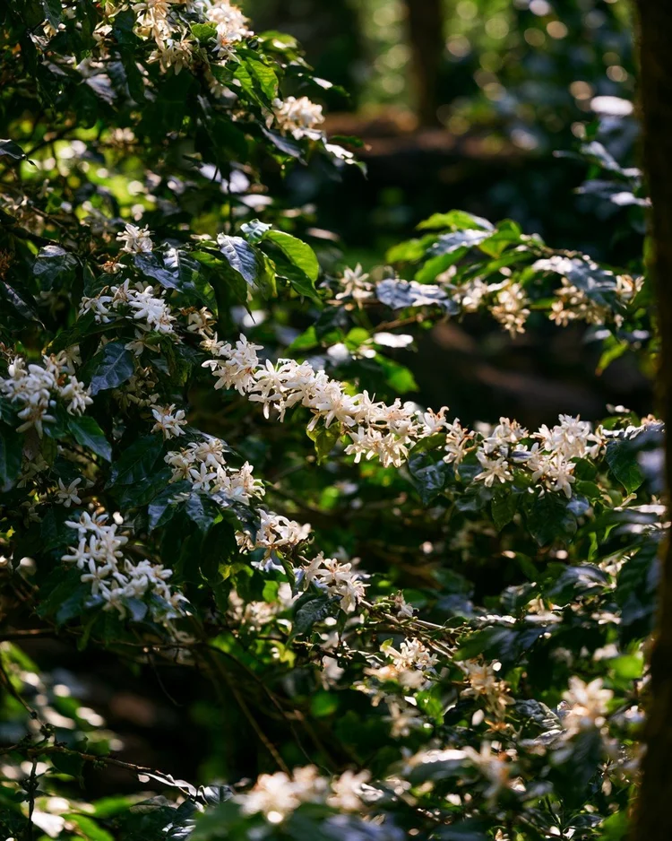 White coffee blossoms clustered along a coffee branch.