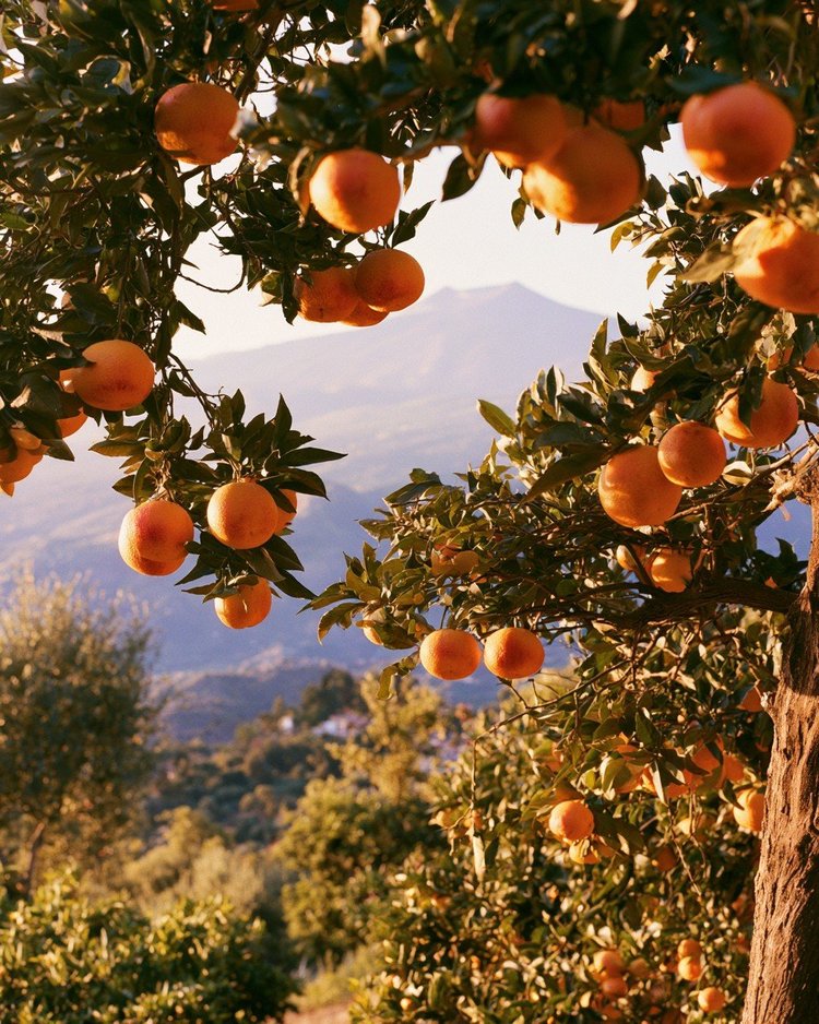 Blood oranges on the tree, one cut to show the crimson flesh.