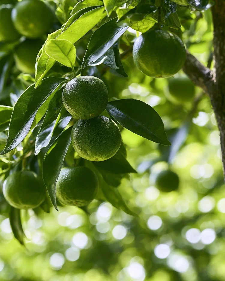 Small dark green sudachi fruit clustered on the tree.
