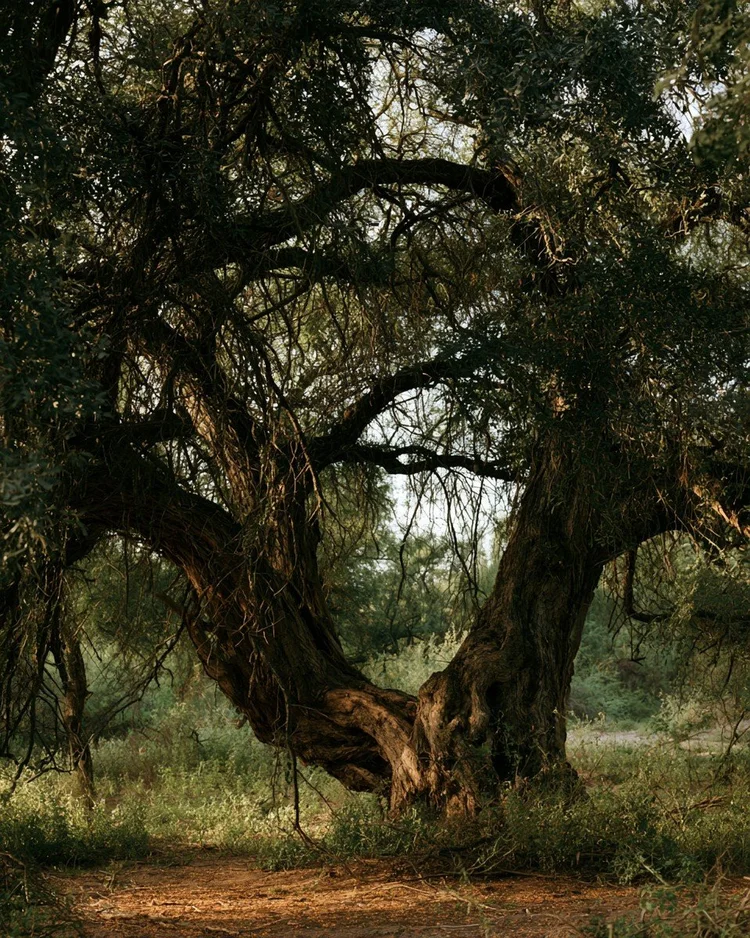 The dense hardwood of the guaiac tree of the Gran Chaco.