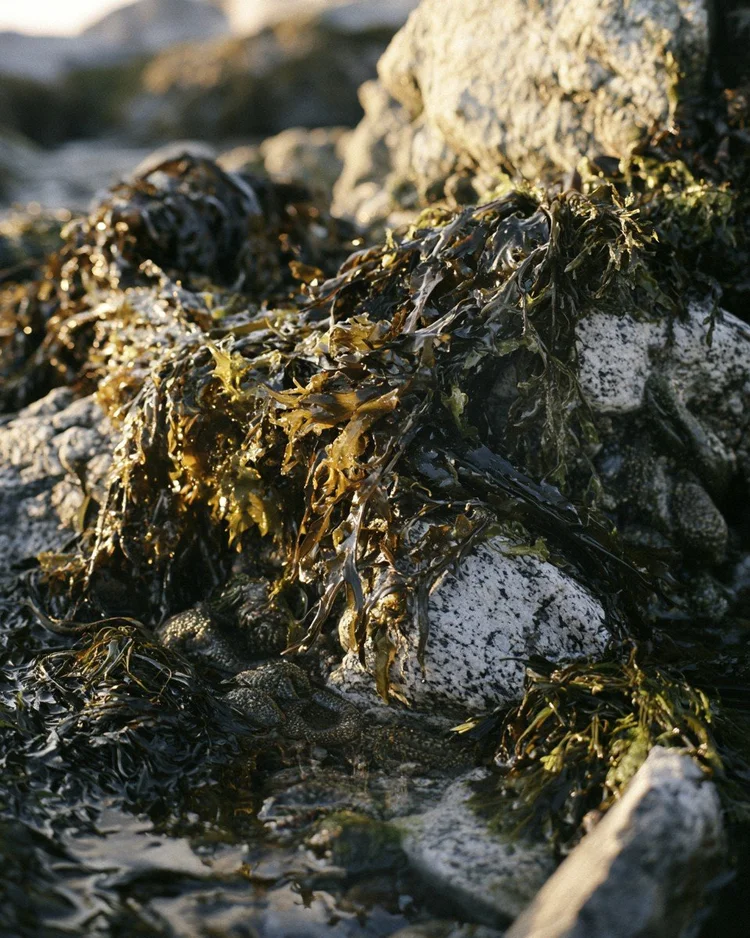Dark tidal seaweed on wet coastal rocks.