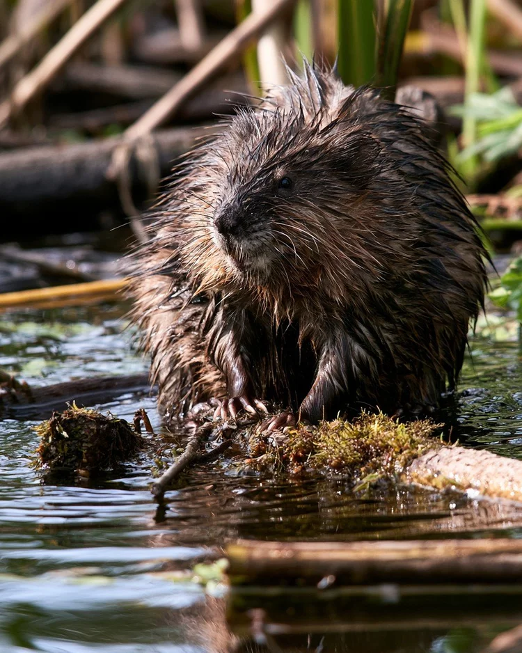 A muskrat at the water's edge among reeds.