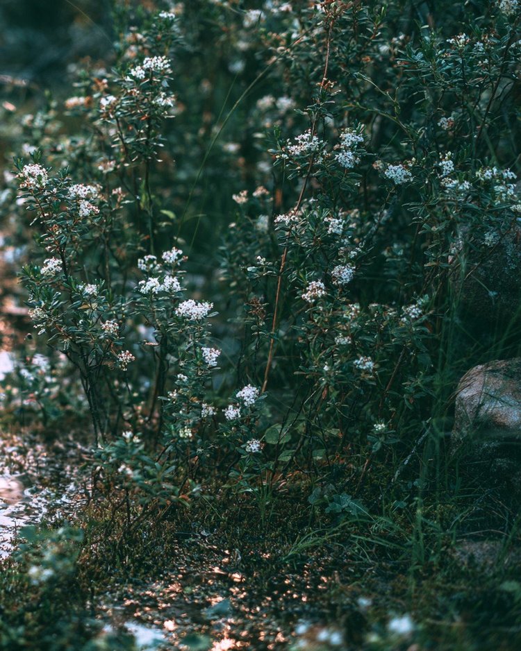 The low Labrador tea shrub of the northern bogs.