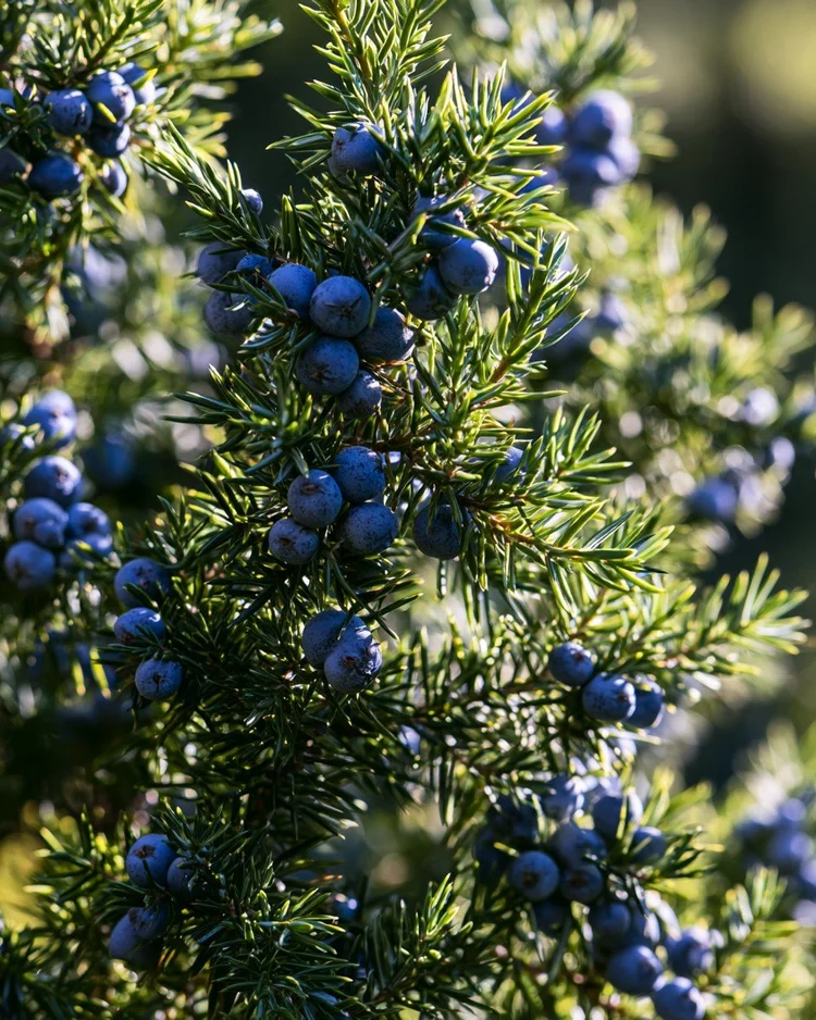 Blue juniper berries among sharp green needles.