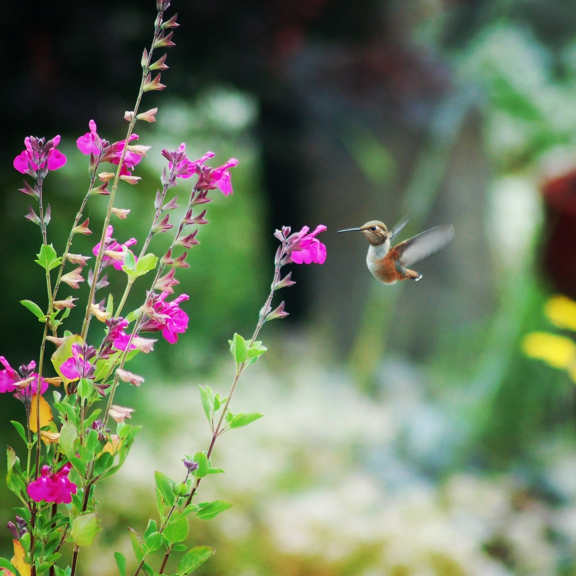 Hummingbird at pink flowers