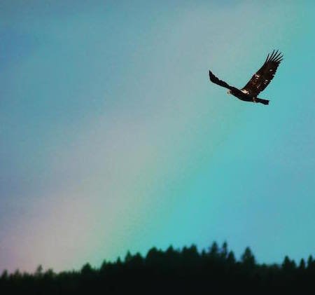 Eagle and rainbow
