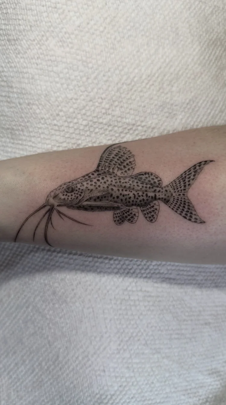 Catfish Study fine-line tattoo
