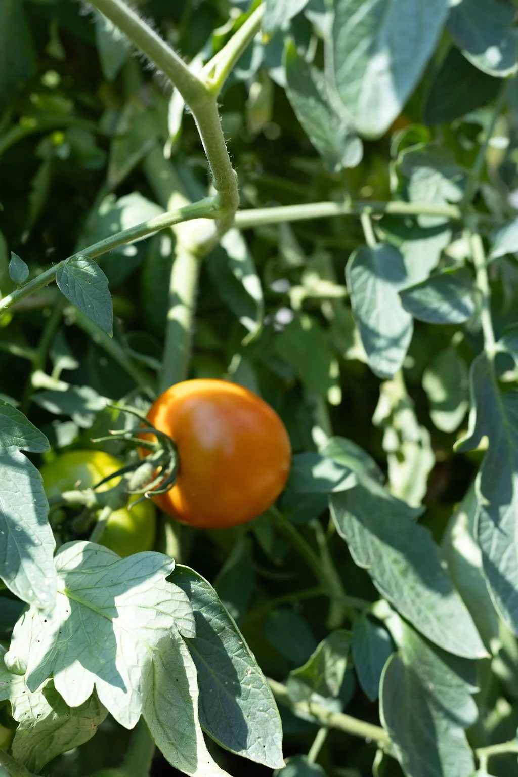 Sansom Street Garden