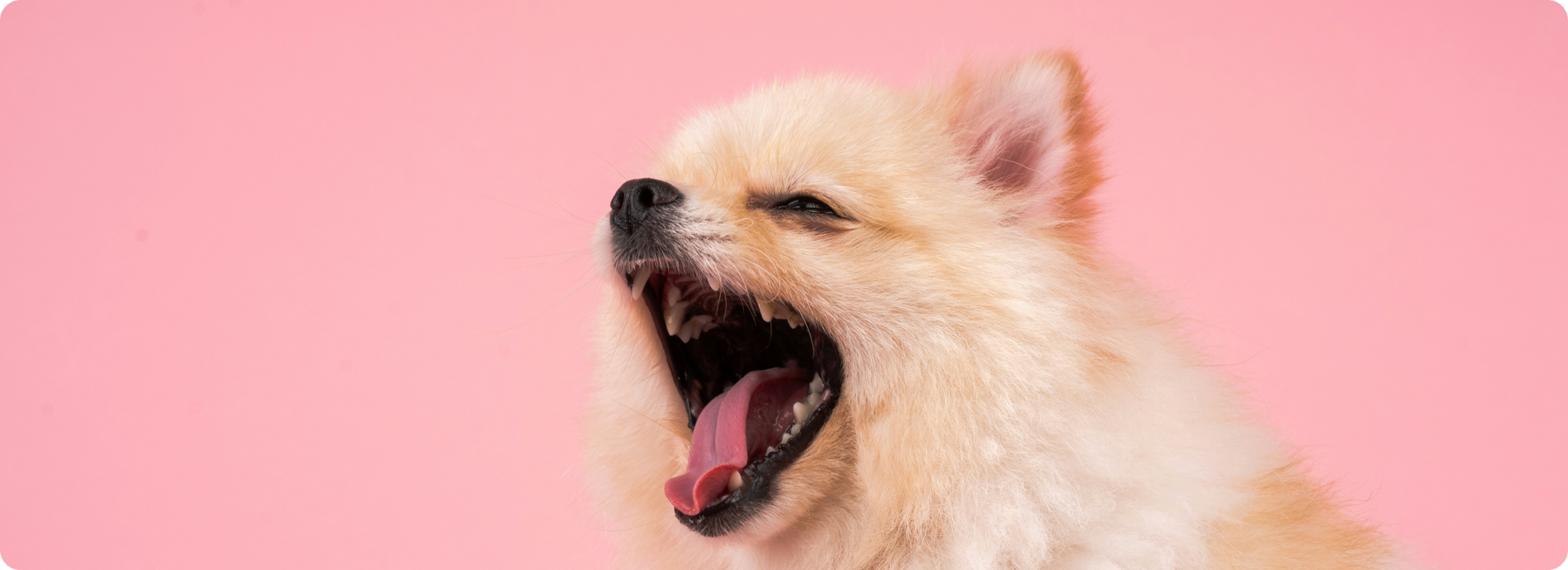 PetProov double app preview