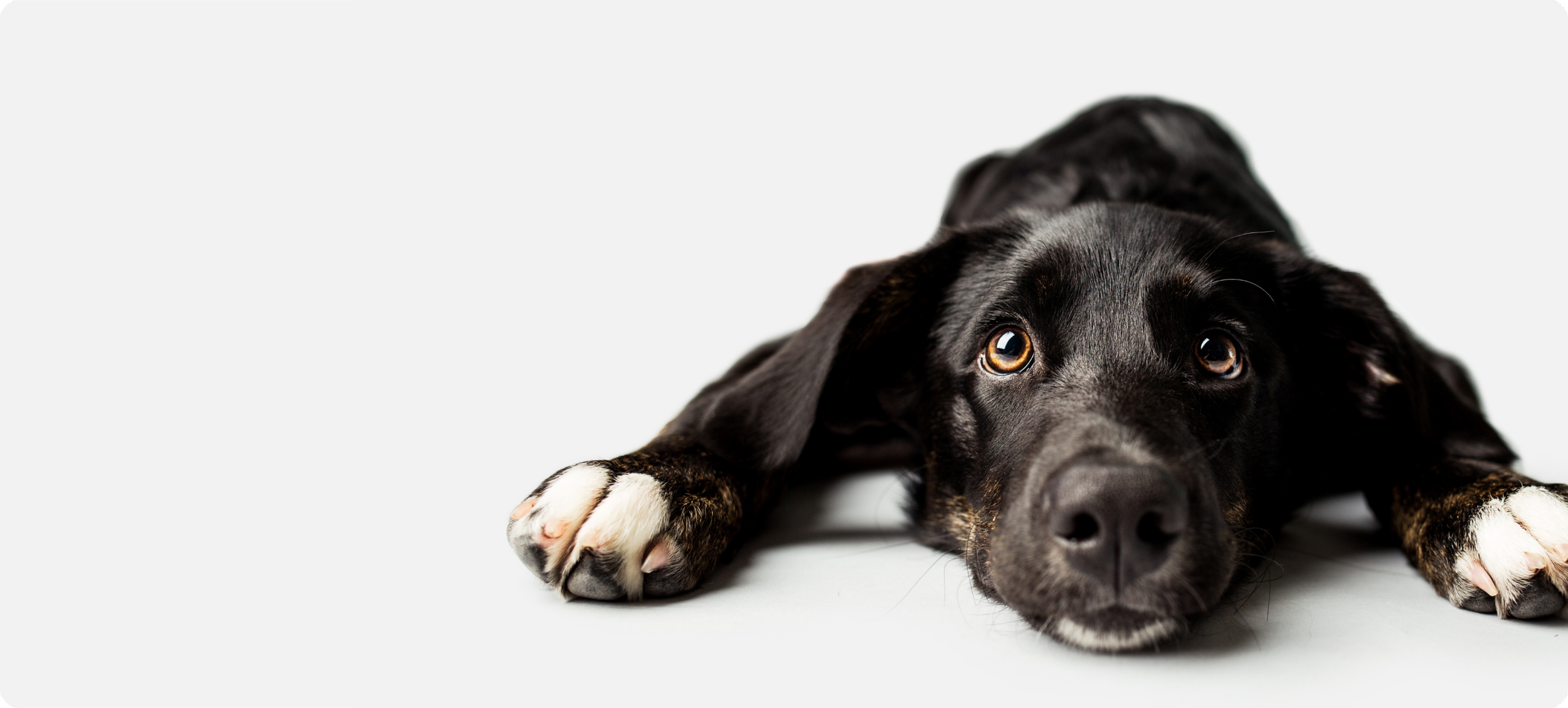 PetProov welfare