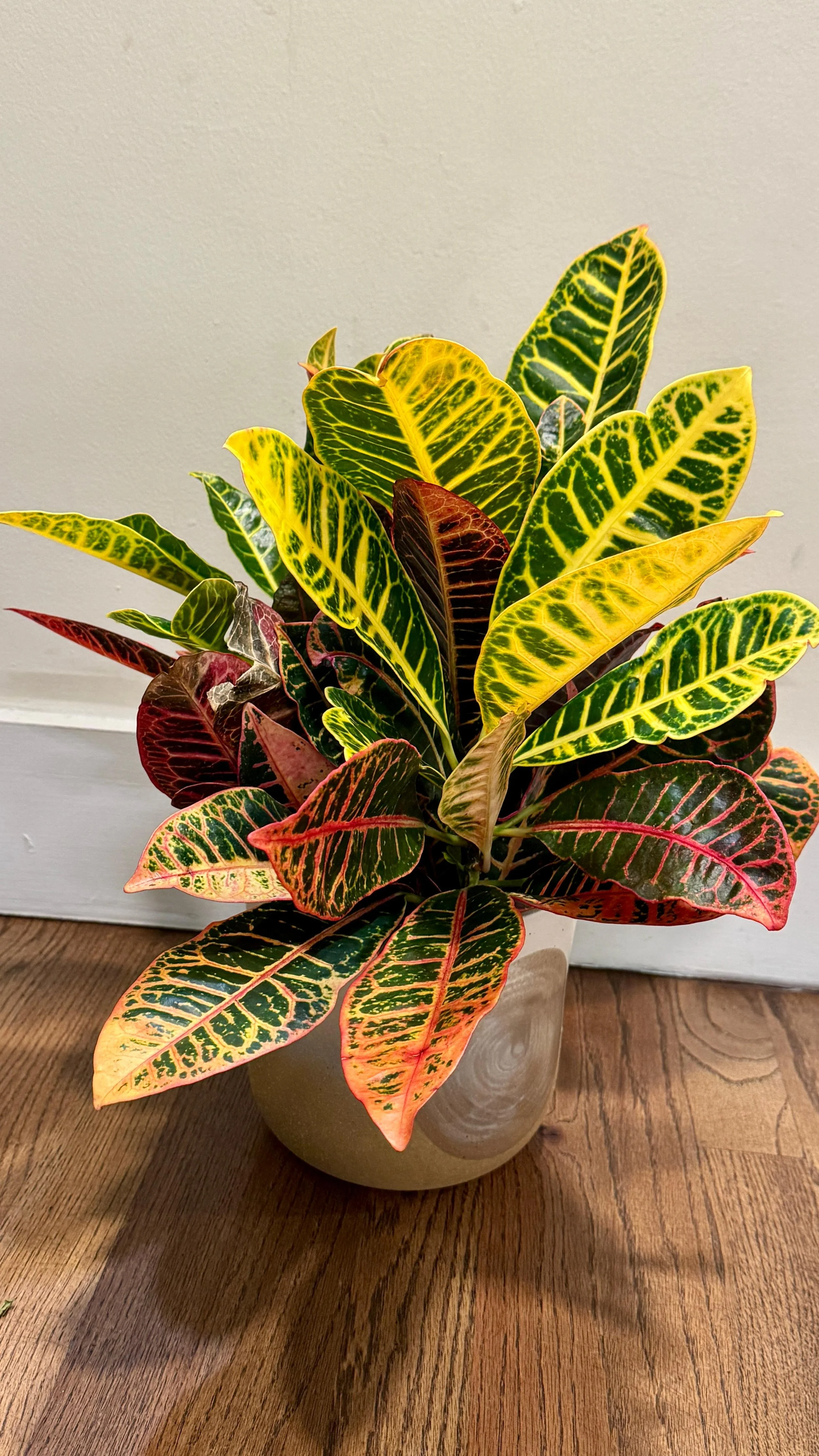 Croton — Plant of the Week at Sunroom Plants