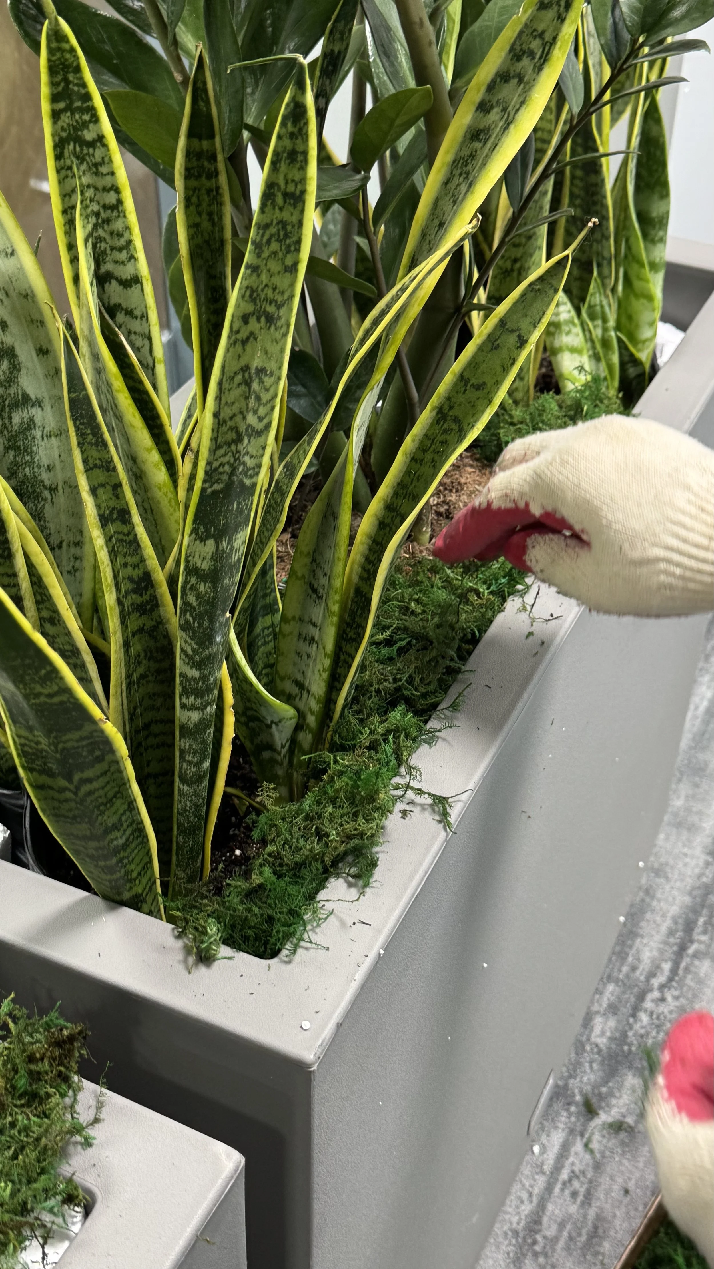 Commercial and residential plantscaping project