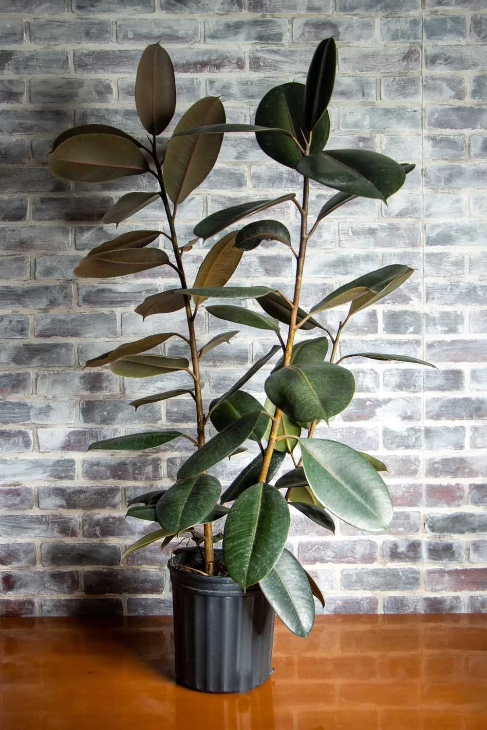 Rubber Tree Burgundy — Plant of the Week at Sunroom Plants