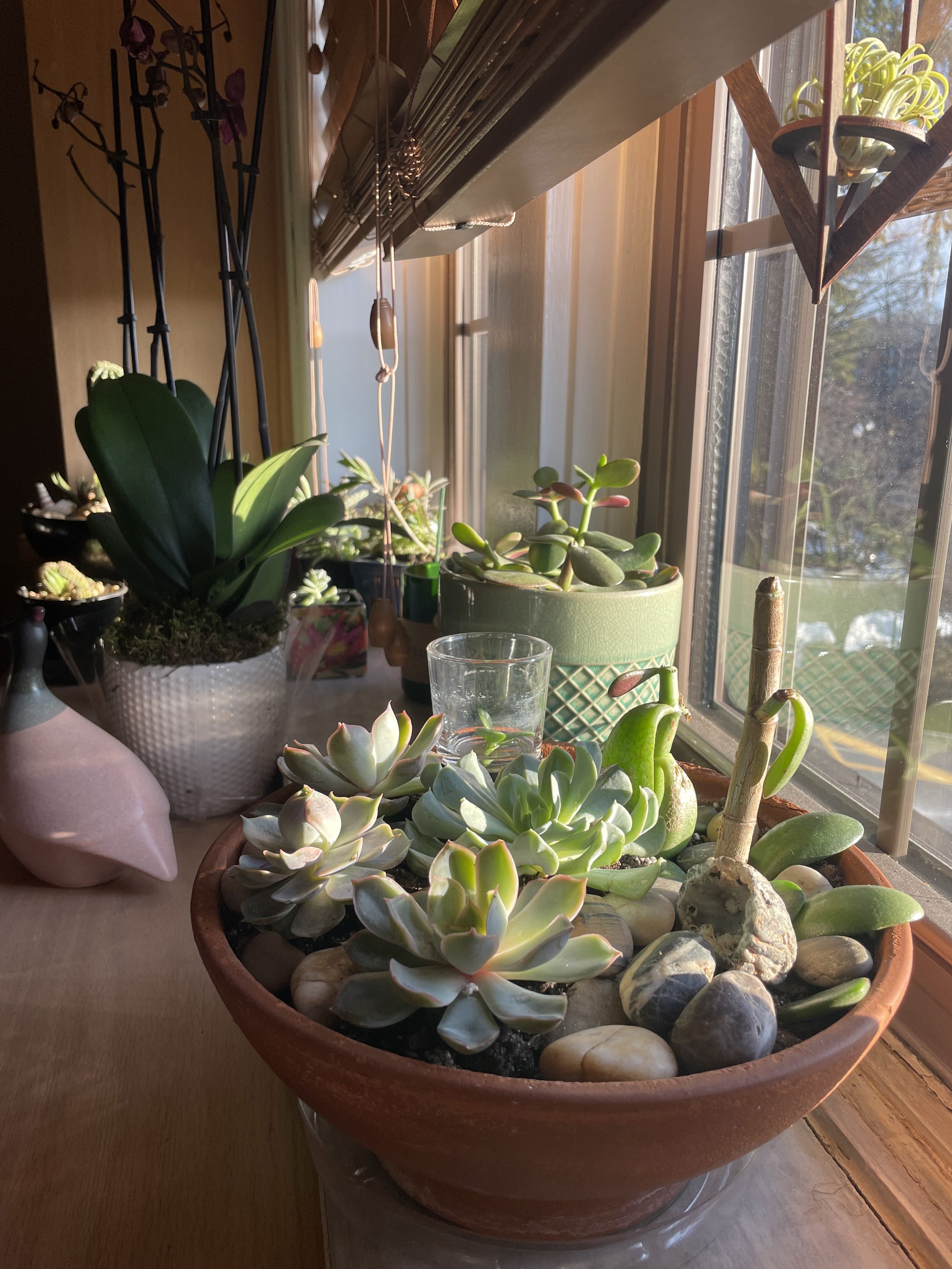 Commercial and residential plantscaping project