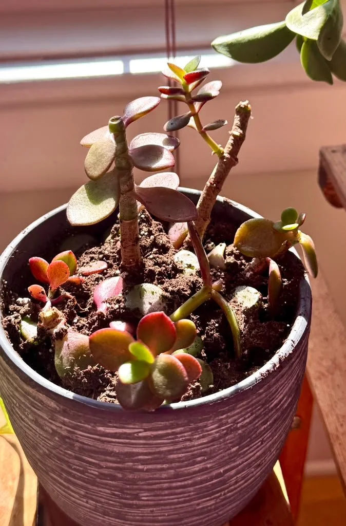 Jade plant restoration, after