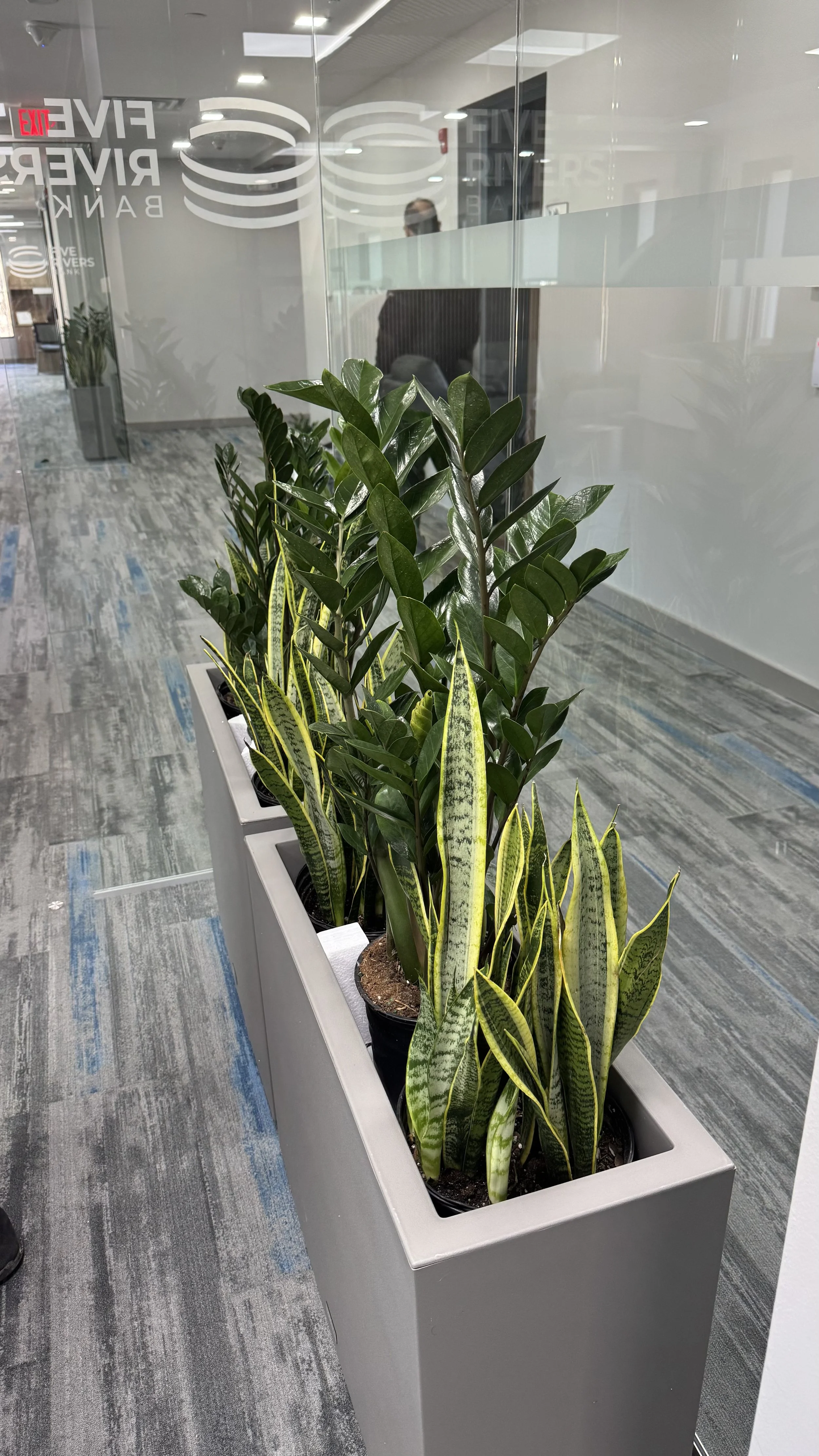 Commercial and residential plantscaping project