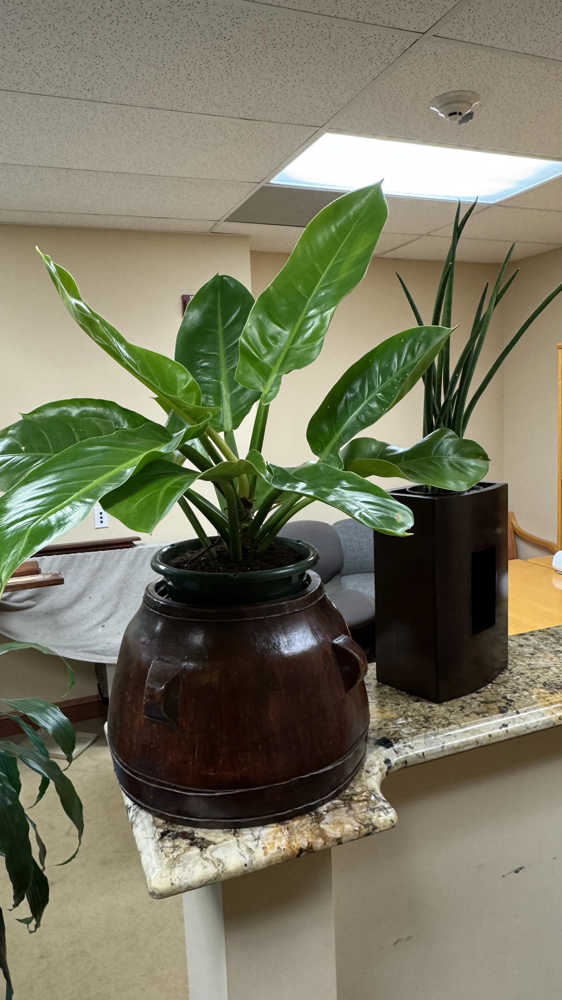 Commercial and residential plantscaping project