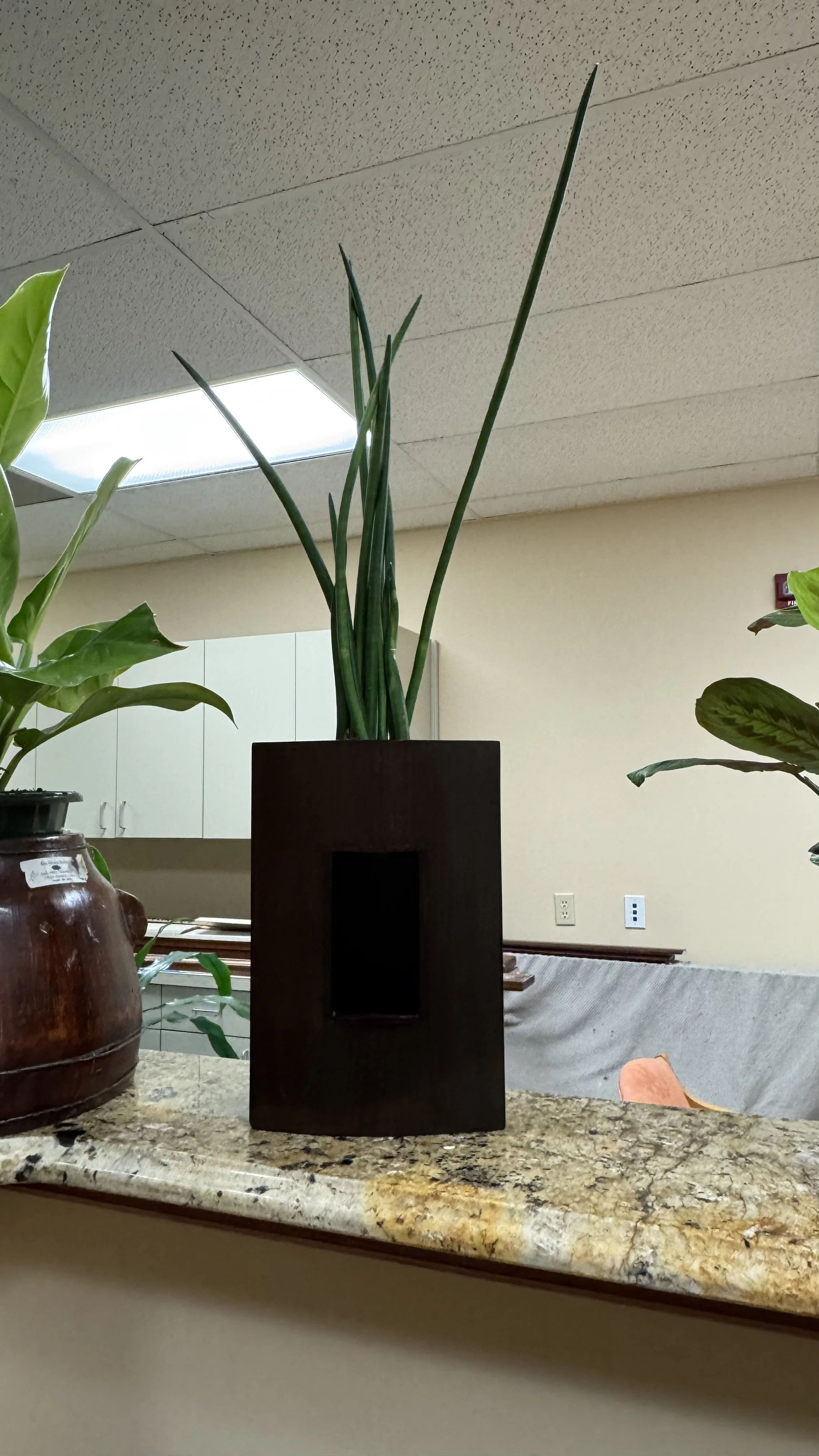 Commercial and residential plantscaping project