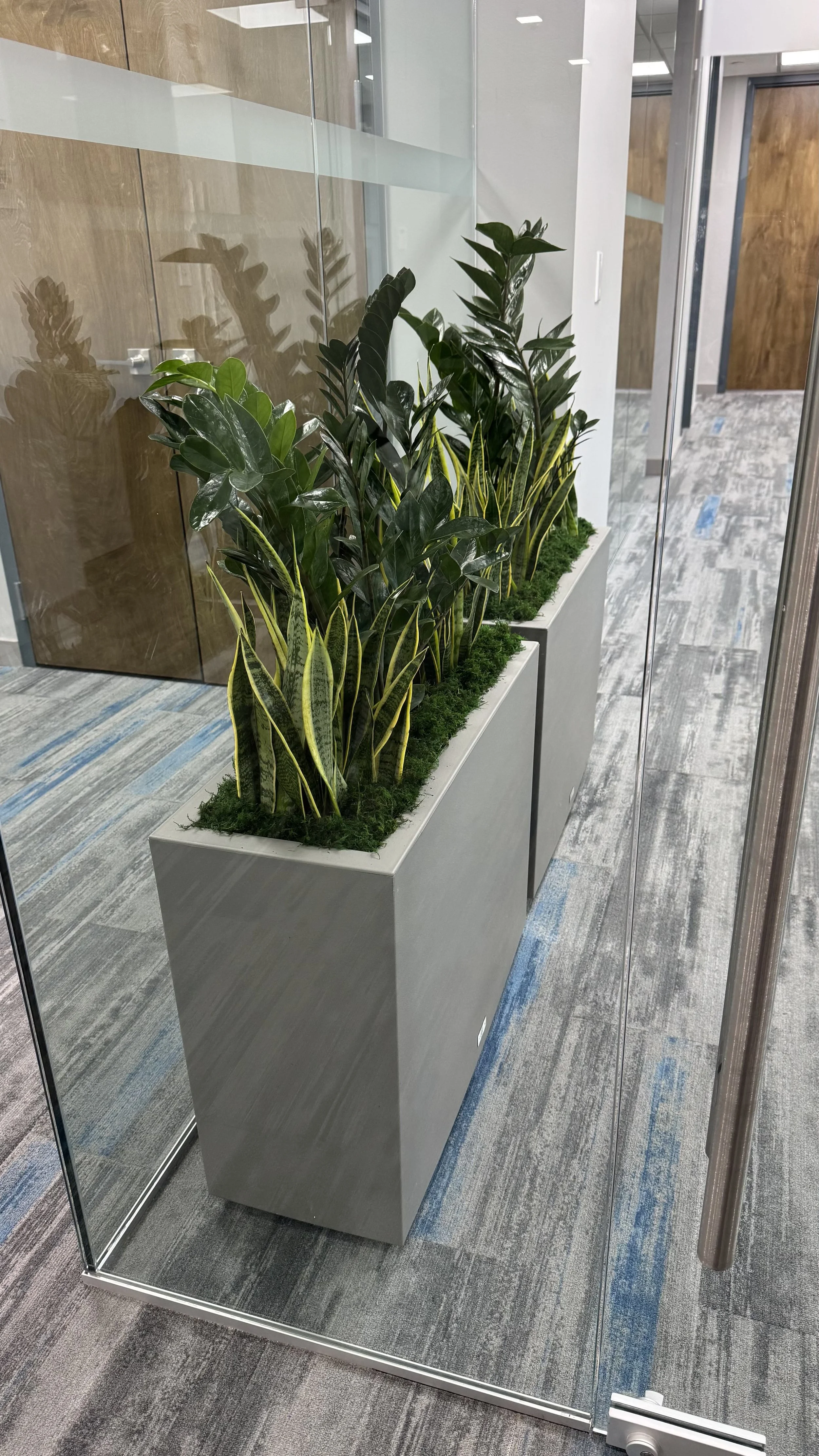 Commercial and residential plantscaping project
