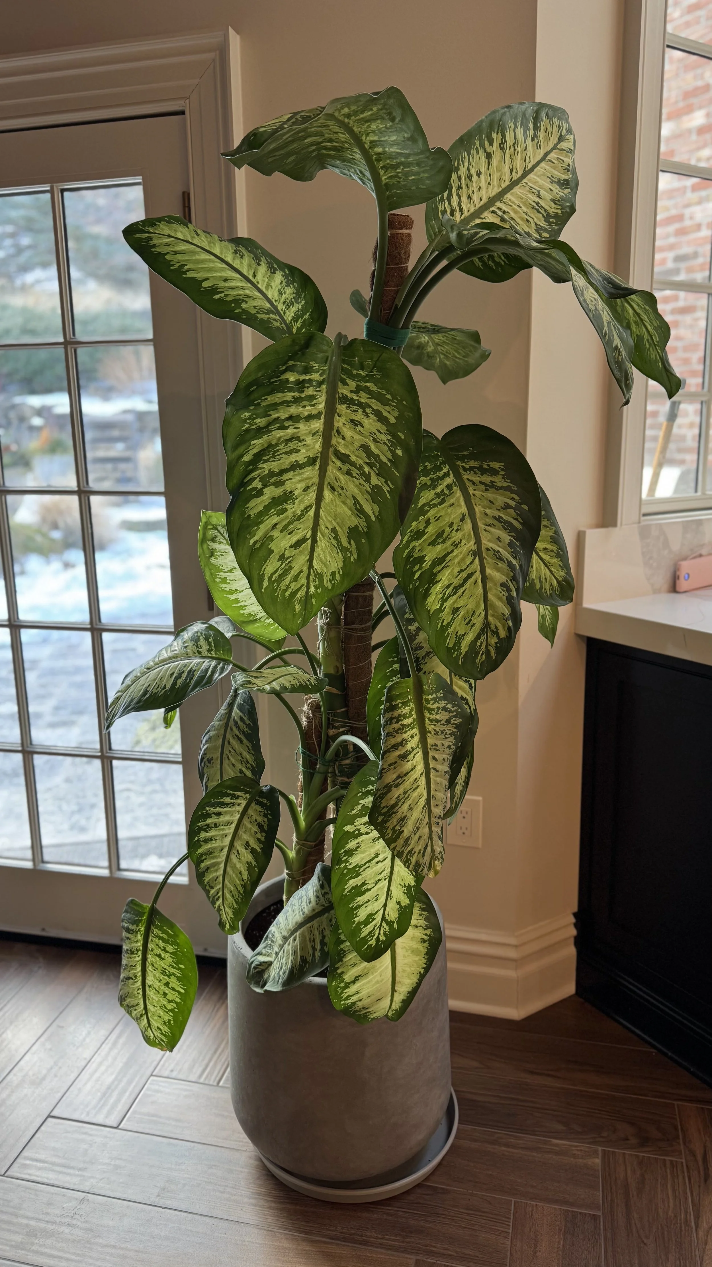 Commercial and residential plantscaping project