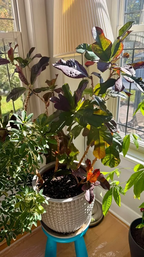 Fiddle leaf fig plant restoration, after