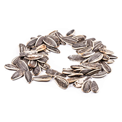 Sunflower seed allergy care with Dr. Atul Shah in New York