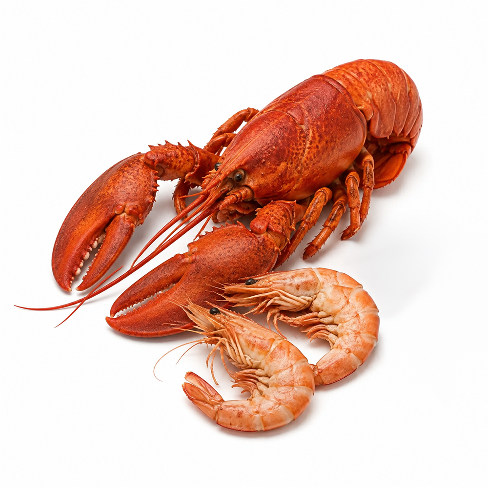 Lobster and shrimp on a white background