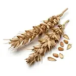 Wheat allergy evaluation and management for Great Neck families