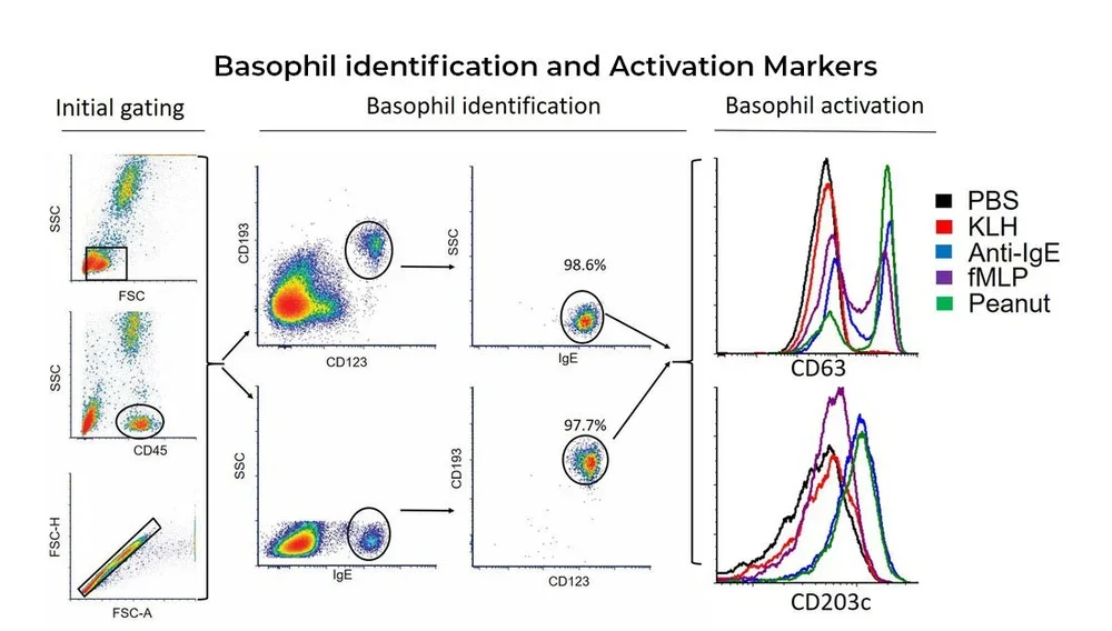 Basophil identification and activation markers from flow cytometry.