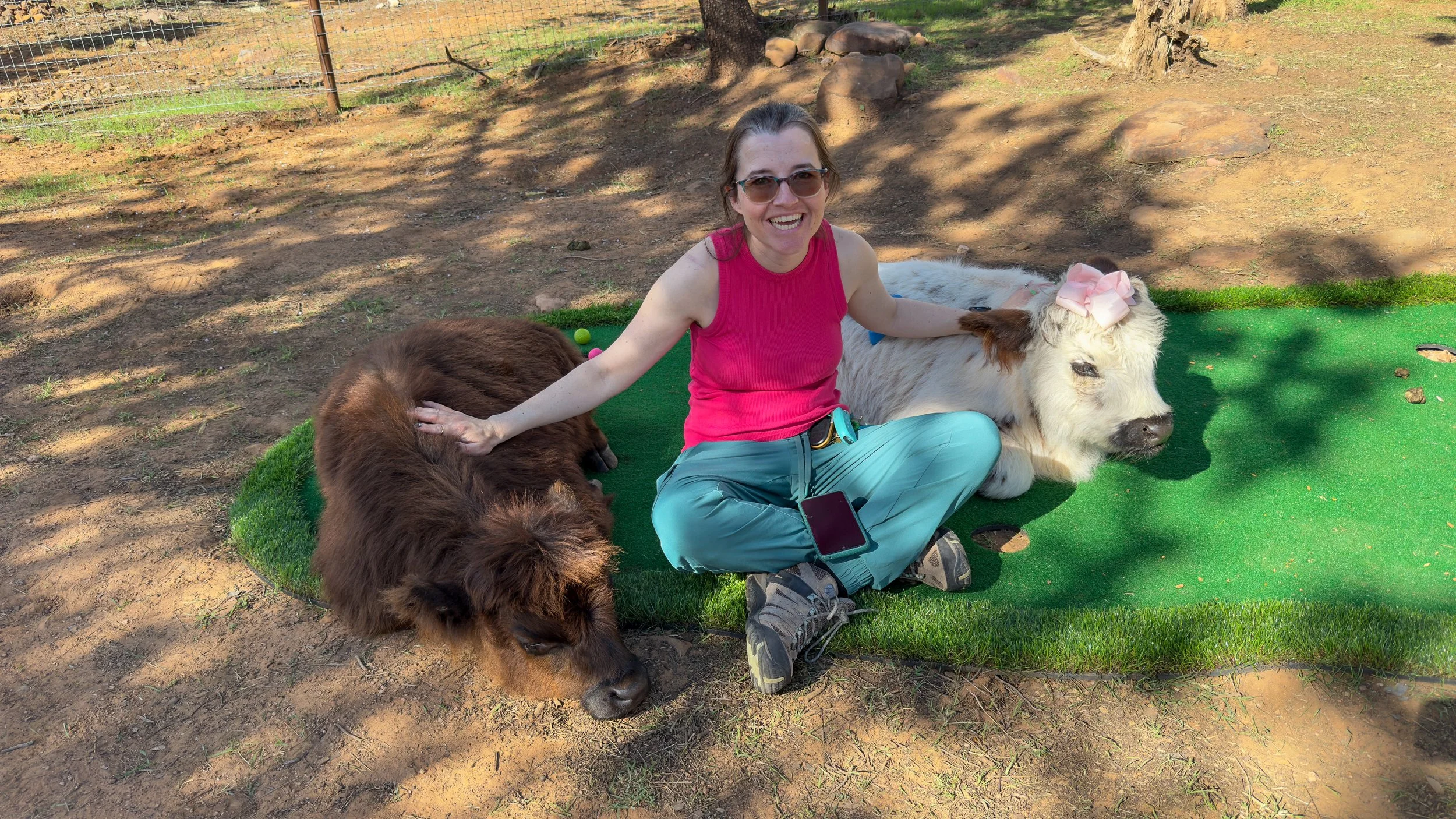 Highland cows at Cowabunga Camp in Pine Arizona