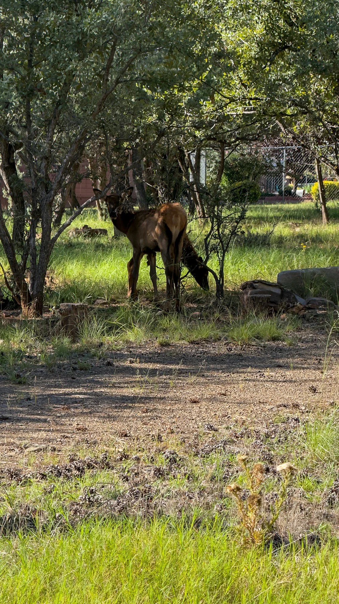 Wild elk spotted near the entrance to Cowabunga Camp in Pine Arizona