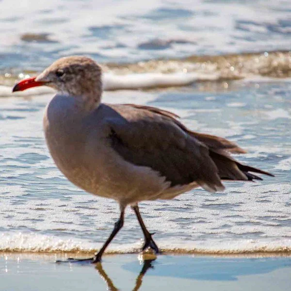 Heermann's Gull
