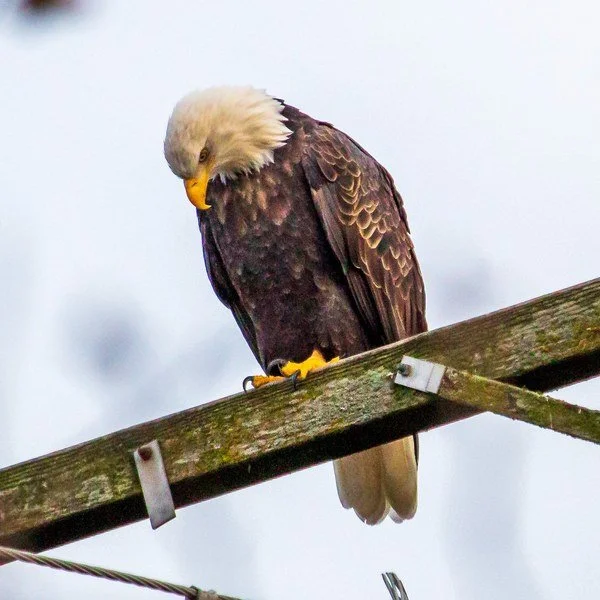 Bald Eagle, Point Reyes