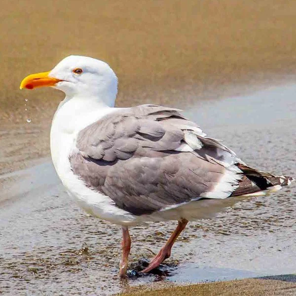 Western Gull