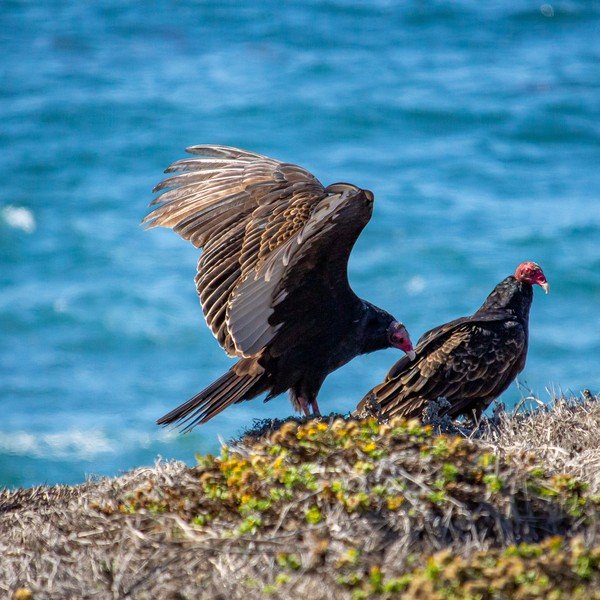 Turkey Vulture