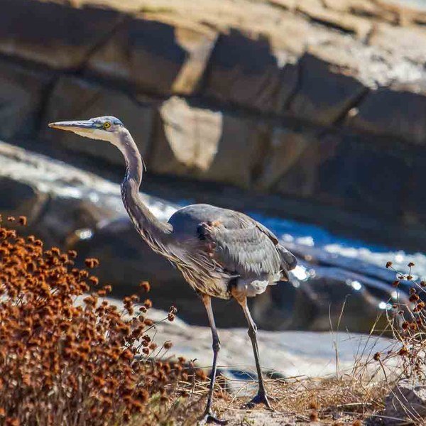 Great Blue Heron