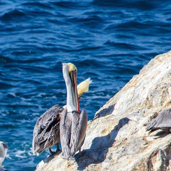 Brown Pelican