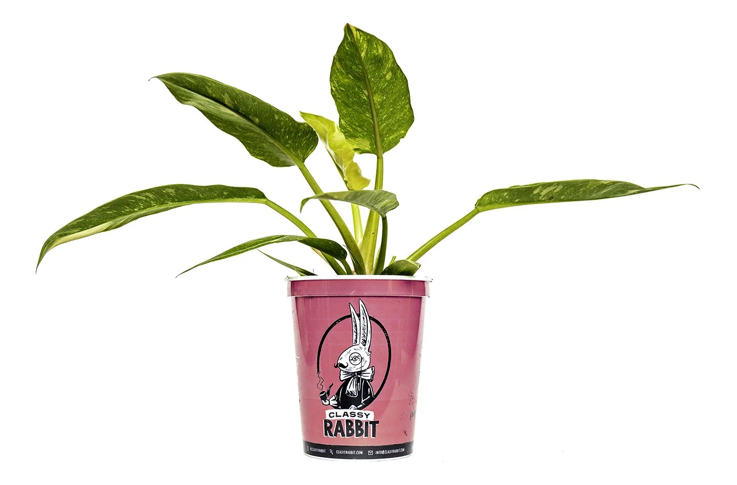 Classy Rabbit - Plant in pink planter