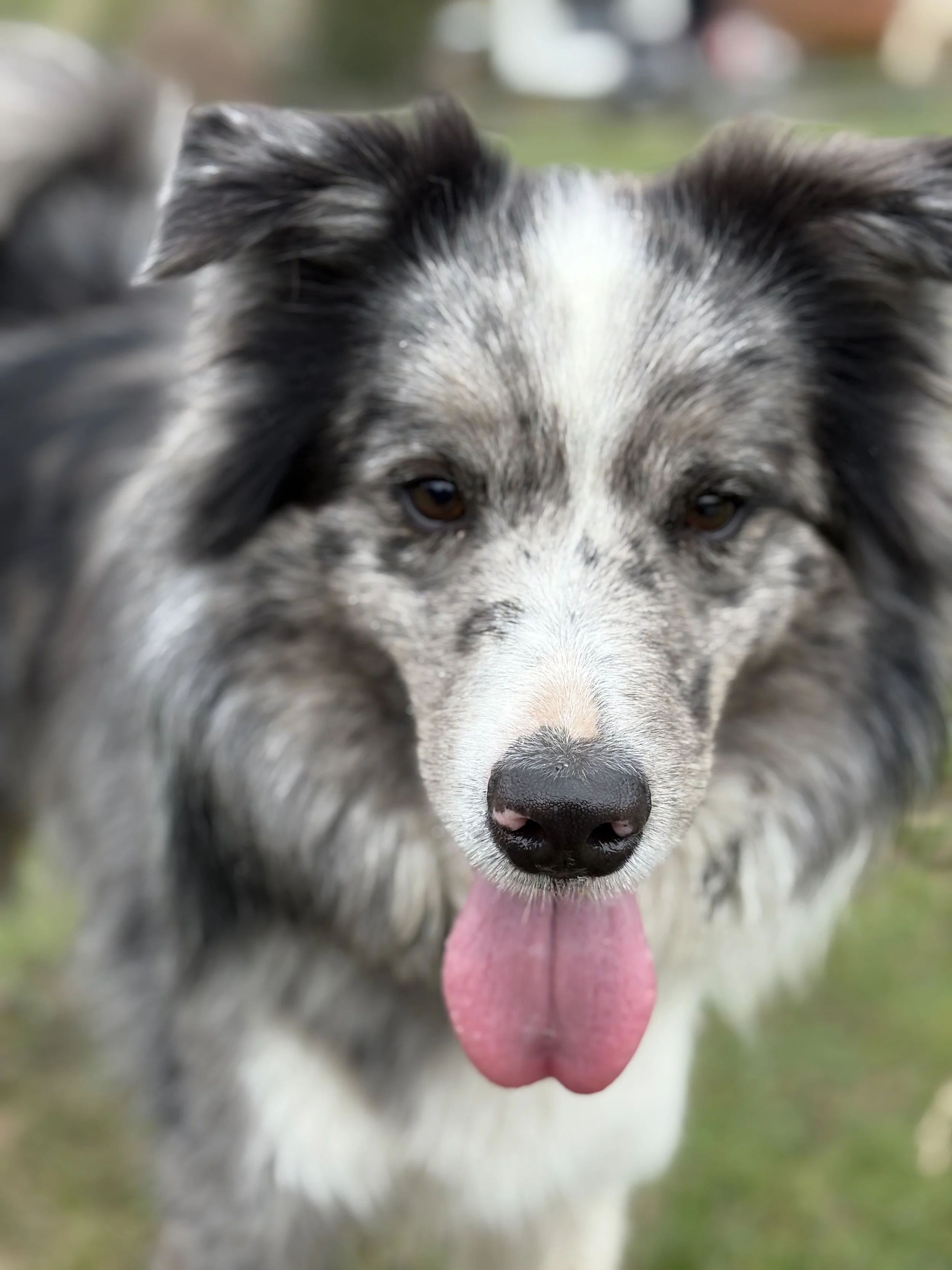 A happy Collie with a big smile at Collie Farm Stays
