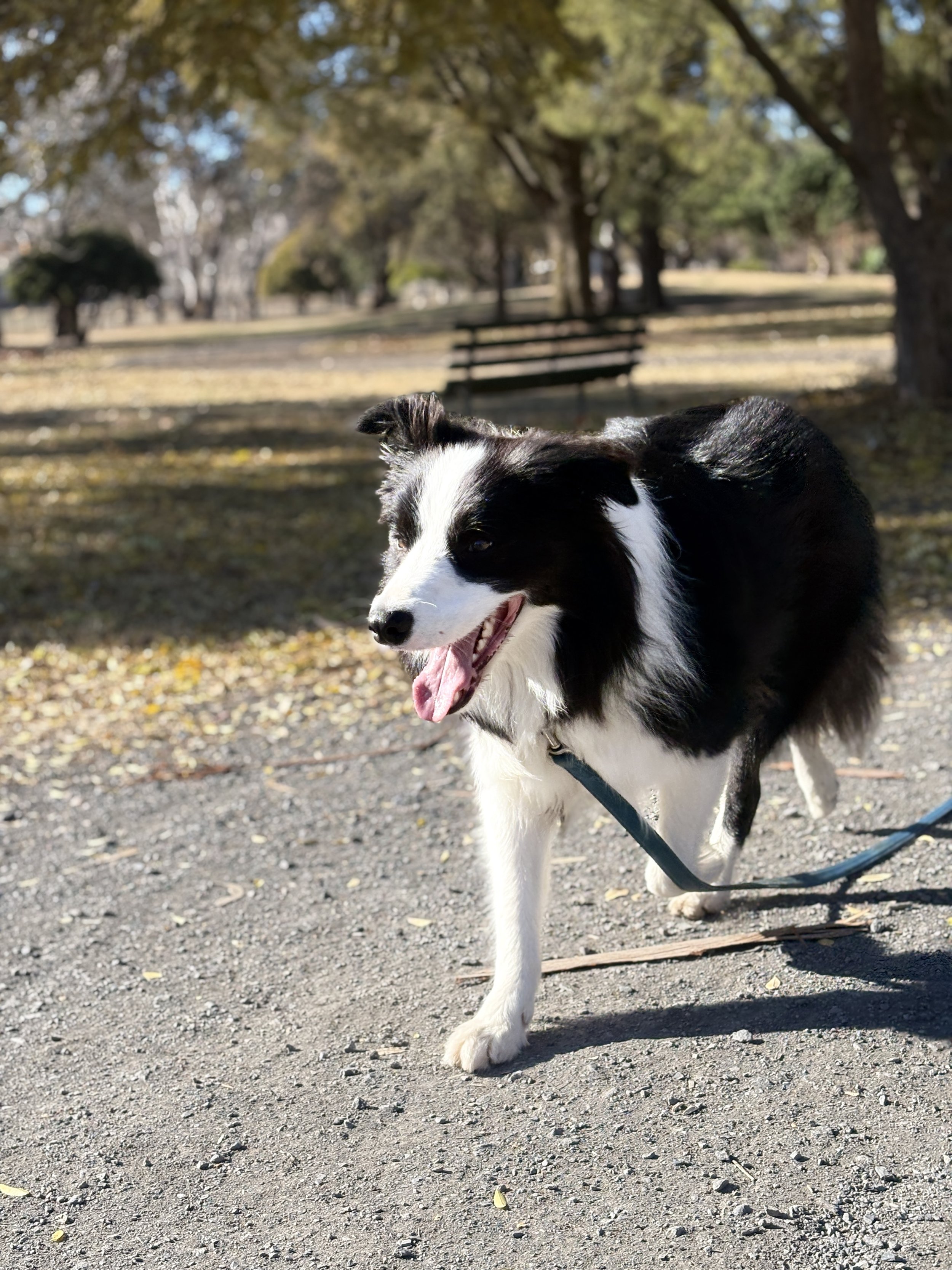 A joyful Collie on a farm walk at Collie Farm Stays