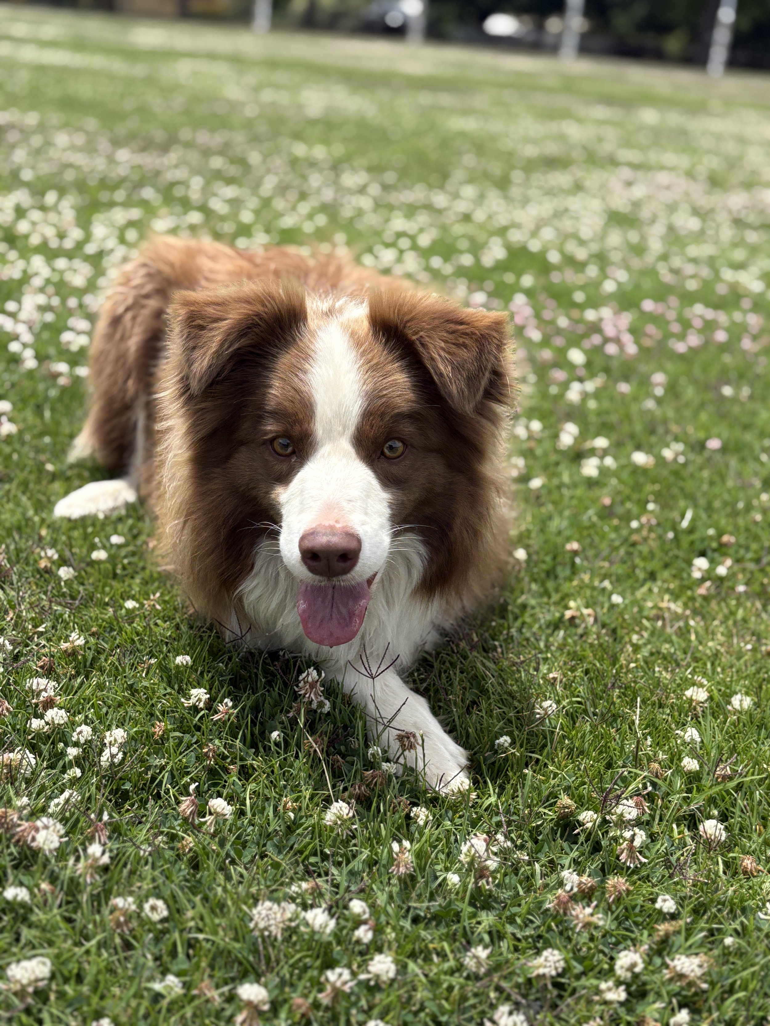 A smiling Collie in the long grass at Collie Farm Stays