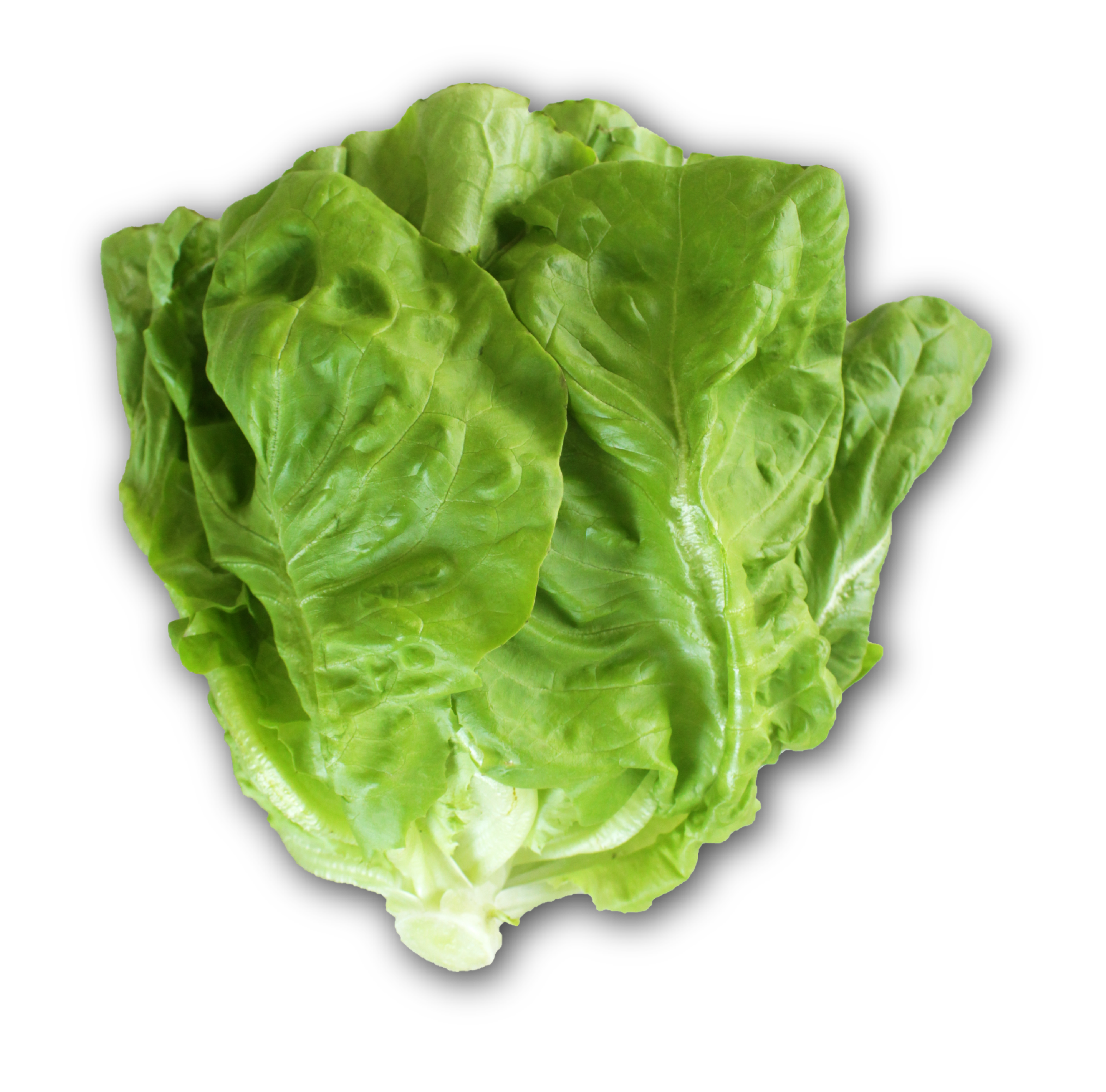 Lechuga Flores de Jarabacoa