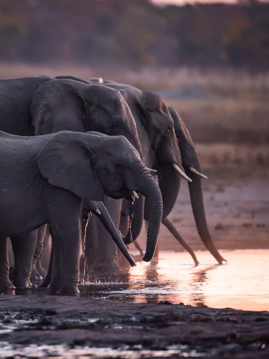 Elephants drinking at a waterhole in warm evening light